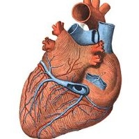 Terapia de resincronizare cardiaca la pacientii cu insuficienta cardiaca - efecte clinice dovedite ale terapiei de resincronizare cardiaca